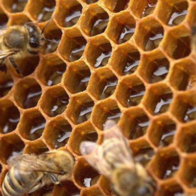 honey-1