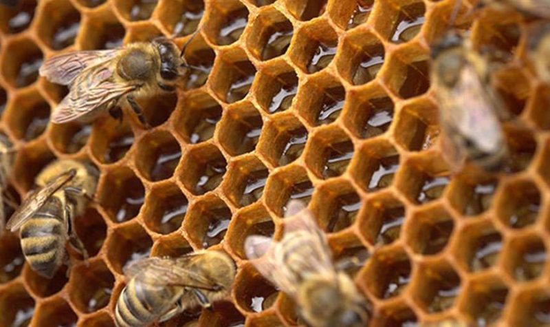honey-1
